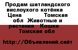 Продам шатландского вислоухого котёнка  › Цена ­ 1 000 - Томская обл. Животные и растения » Кошки   . Томская обл.